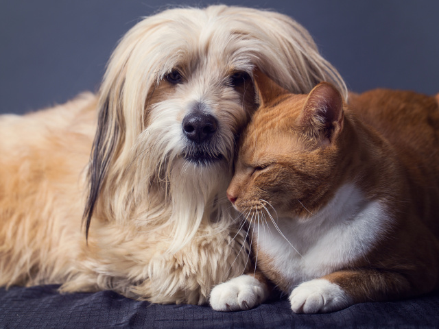 Bipartisan Bill Would Cut Taxpayer Funding of Cruel Experiments on Cats and Dogs - Vimarsana News