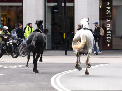 Two Military Horses That Ran Wild Through London Are in ‘Relatively Serious Condition’
