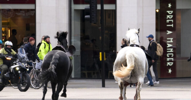 Two Horses That Ran Through London Are in 'Relatively Serious Condition'