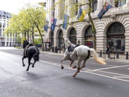 Two horses on the loose bolt through the streets of London near Aldwych. Picture date: Wed