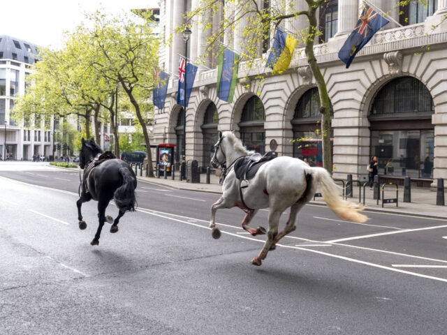 Blooded Cavalry Horses Charge Through Central London, Colliding With Vehicles: Several People and H
