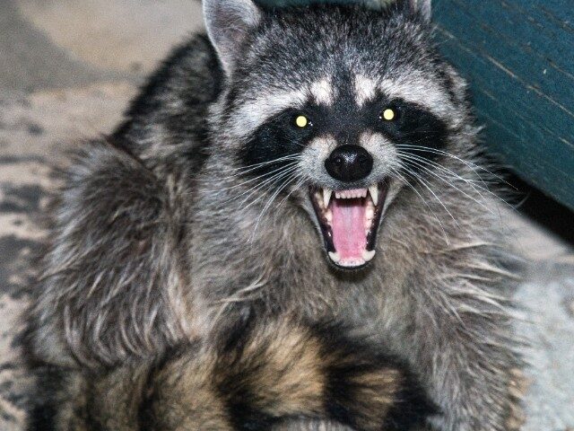 Raccoon growling