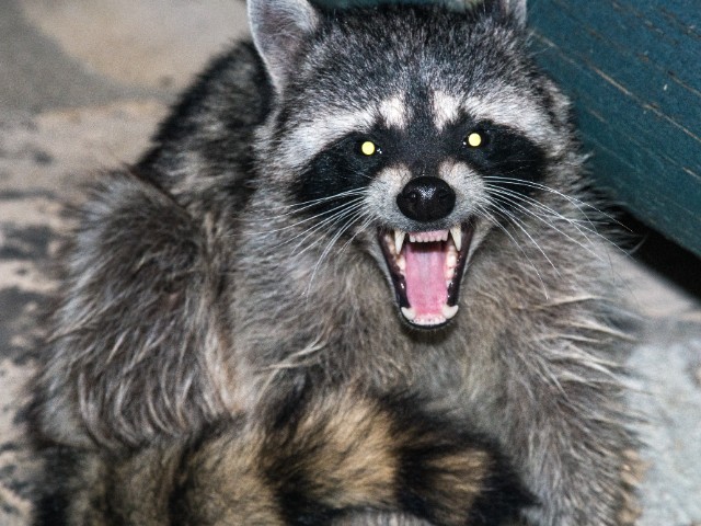 Wild Raccoon Attacks Hersheypark Visitors, Bites Young Girl - Vimarsana News