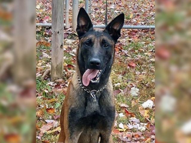 'Courageous' K-9 Stabbed to Death Protecting Officer from MS-13 Gang Attack at Virginia Prison - Vimarsana News