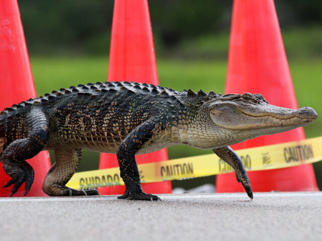 WATCH — Impressive!: Florida Child Helps Wrangle Alligator Caught Blocking Roadway