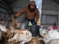 CDC Warns State Leaders to Have ‘Up-to-Date Operational Plans’ for Bird Flu in Humans