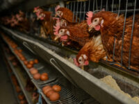 Largest U.S. Egg Producer Finds Bird Flu in Chickens at Texas Plant