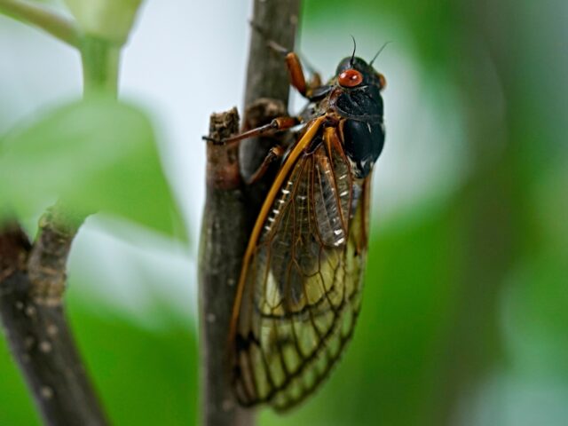 An adult cicada is seen, in Washington, Thursday, May 6, 2021. Trillions of cicadas are ab