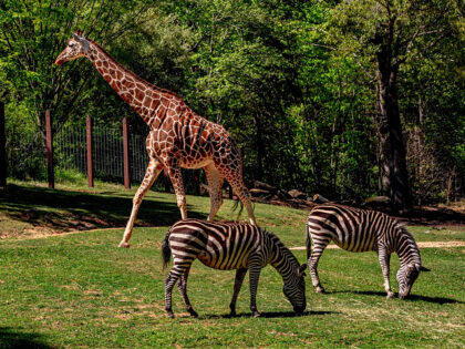 Giraffe and Zebra at North Carolina Zoo - stock photo