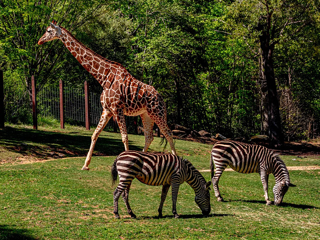 Report: Animals at Dallas Zoo Screech, Run for Cover During Solar Eclipse - Vimarsana News