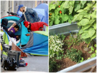 Nolte: Democrat-Run San Francisco Demands Permits for Planters that Keep Homeless Away