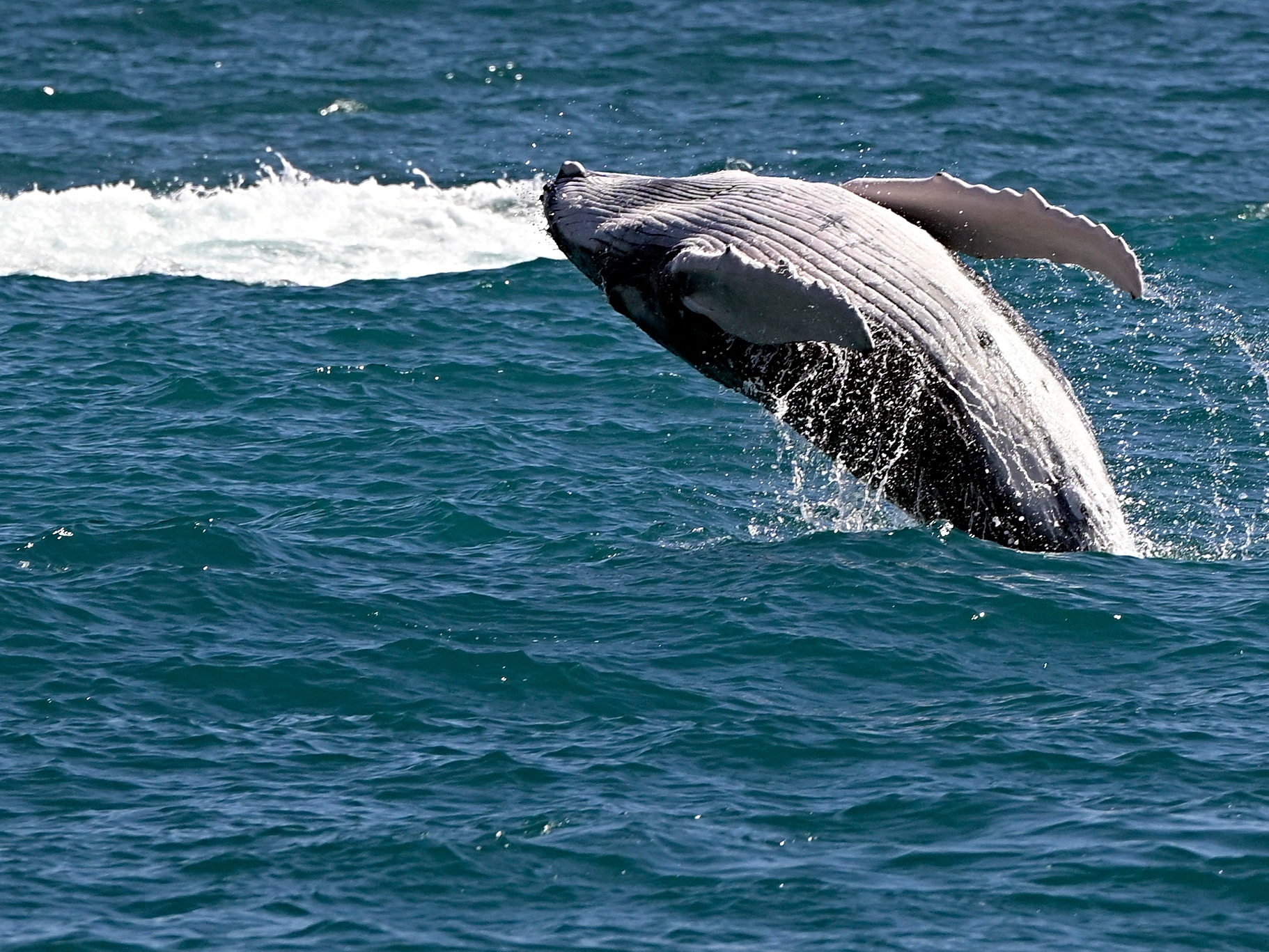 Indigenous Leaders Sign Treaty Granting Whales Legal Personhood - Vimarsana News