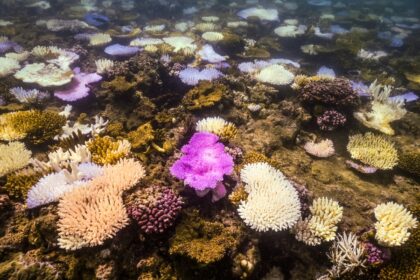 An AFP team saw bleached and dead coral around Lizard Island on the Great Barrier Reef dur