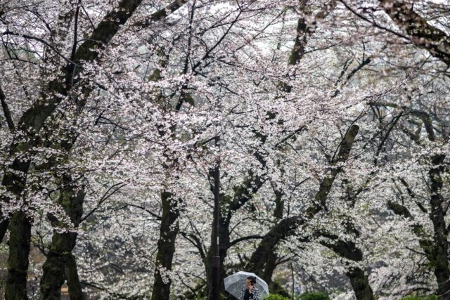 Climate change is making cherry trees bloom sooner in Japan on average