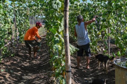 Filipino farmer Daniel Velasco (L) uses precious water to help his drought-stricken crops,