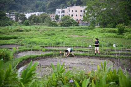 Members of Gift From Land, a small group dedicated to revitalising dormant Hong Kong rice