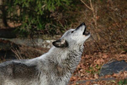 A quarter of a million wolves once roamed from coast to coast before European colonizers e