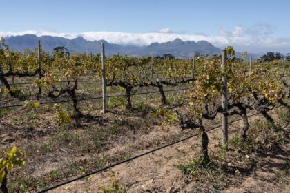 The Reyneke vineyard near Stellenbosch is adapting to face the challenges of climate chang