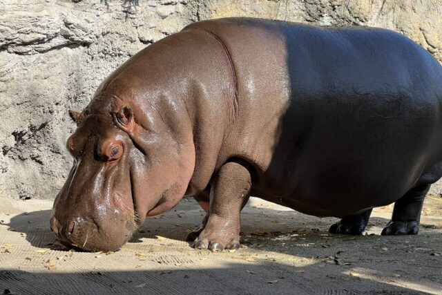 This undated handout image released to AFP by Osaka's Tennoji Zoo shows "Gen-chan", a 12-y