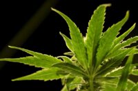 AP Source: DEA will Move to Reclassify Marijuana in Historic Shift