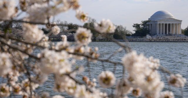 Japan is giving Washington 250 new cherry trees to replace those to be ...