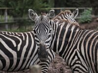 WATCH — ‘That Was a First’: Zebras Run Wild After Escaping Trailer in Washington 