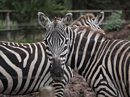 BUENOS AIRES, ARGENTINA - MARCH 16: A view of zebras at Lujan Zoo, which hosts animals res