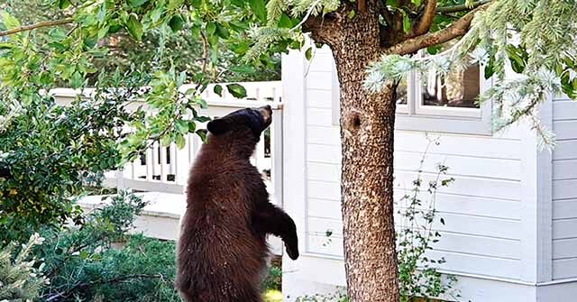 WATCH: Bear Breaks into California Home to Steal Oreos
