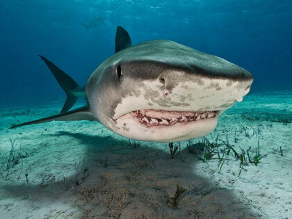 tiger shark