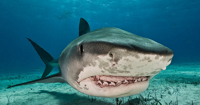 PHOTO: Florida Fisherman Catches 12-Foot Tiger Shark