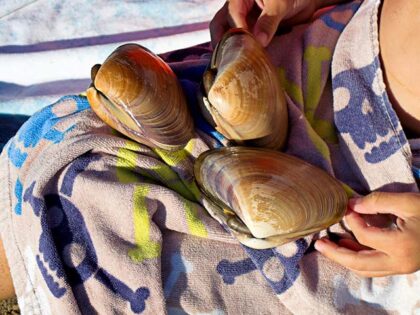 Pismo Beach clams