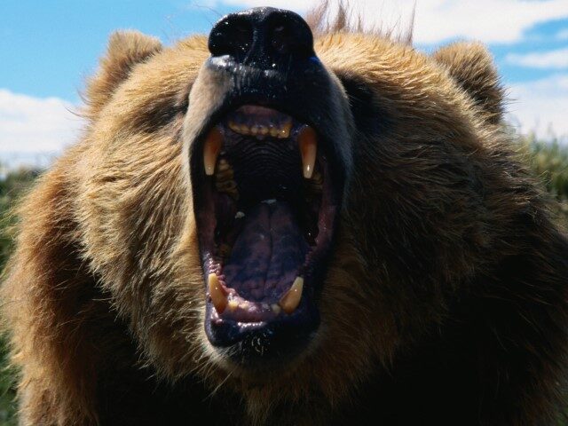 Roaring grizzly bear (Ursus arctos) in Sequim, Washington (Mark Newman via Getty)