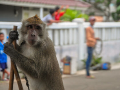 A Long-Tailed Monkey (Macaca fascicularis) performs an attraction on the Egrang during a &