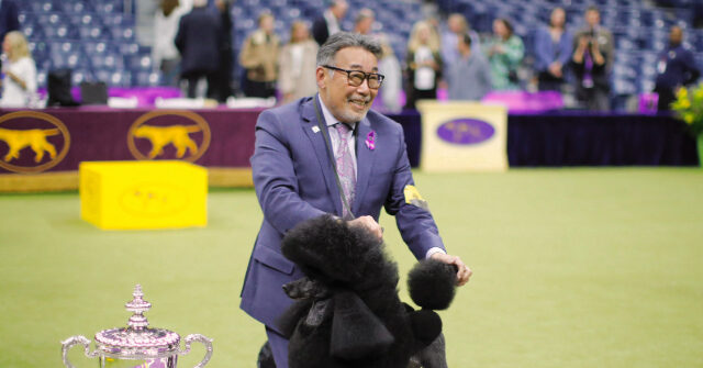 Miniature Poodle 'Sage' Wins 'Best in Show' at Westminster Kennel Club Competition