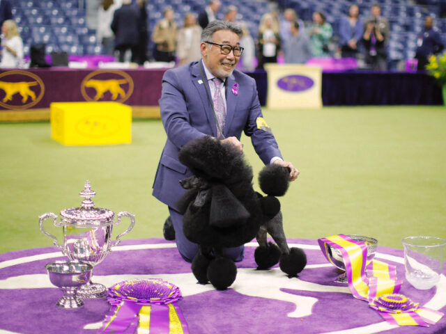 Miniature Poodle ‘Sage’ Wins ‘Best in Show’ at Westminster Kennel Club Comp