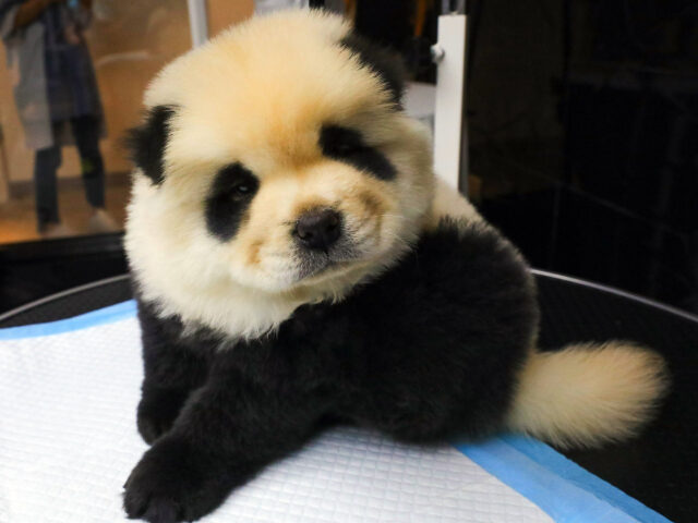 VIDEO: China Zoo Faces Backlash for Trying to Pass Off Dyed Dogs as Pandas
