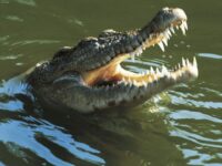 crocodile in the water in India