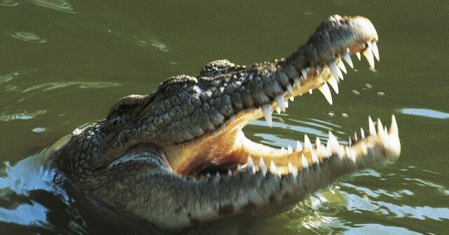Police: Mom Throws Young Son into Crocodile-Infested Waters in India
