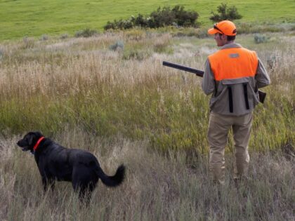 bird hunter approaches a find with his dog