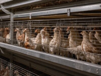 Bird Flu Fearmongering Prompts Spike in Survival Beef Sales