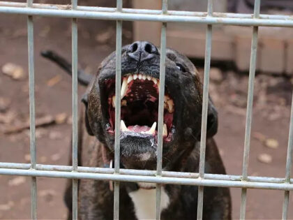 Scary pitbull with big teeth; a rabid dog behind the metal fence - stock photo