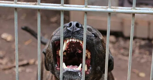 Georgia Mom Mauled to Death by Pack of Dogs Days Before Mother’s Day