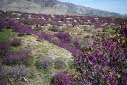 An Afghan tradition sees poets congregate with the first bloom of the Judas Trees, sprouti