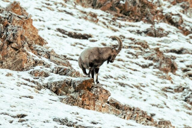 An Ibex stands on Jargalant Mountain in Mongolia's western Khovd province, where vulnerabl