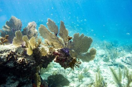Corals in Key West, Florida in 2023 -- the world is in the middle of a major coral bleachi