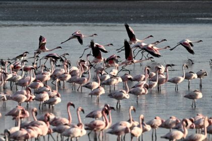 Flamingos in a lake in Mumbai, seen in May 2023
