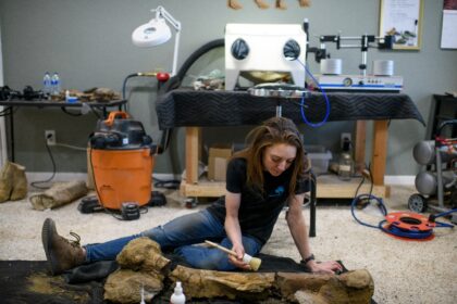 Fossil restorationist Lauren McClain dusts off a Hadrosaurid femur in Houston, Texas