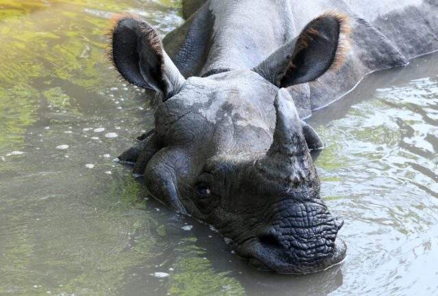 A one-horned rhinoceros cools down in Bardiya National Park. Conservationists have condemn