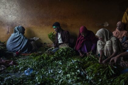 Khat is consumed across the Horn of Africa and the Arabian Peninsula