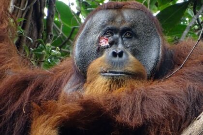 Rakus, an adult male orangutan, is seen with a facial wound that he appeared to treat with